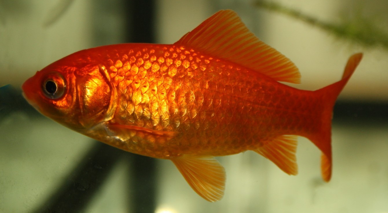 Goldfisch Rot (Carassius auratus "Red") klein SW10177